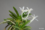 Carica l'immagine nel visualizzatore Galleria, Neofinetia falcata 'Senzai' 千載