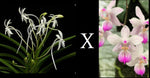 Carica l'immagine nel visualizzatore Galleria, Vanda falcata x Phalaenopsis lindenii