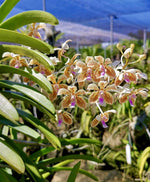 Carica l'immagine nel visualizzatore Galleria, Vanda lamellata var. boxallii x tessellata