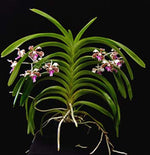 Carica l'immagine nel visualizzatore Galleria, Vanda tricolor var. suavis