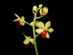Carica l'immagine nel visualizzatore Galleria, Vandaenopsis Yin Cheng Amanda (Anna Larati Soekardi x V.miniata)