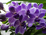 Carica l'immagine nel visualizzatore Galleria, Vascostylis Vasco. Thailand x Rhy. gigantea