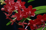 Carica l'immagine nel visualizzatore Galleria, Vascostylis Crownfox Red Gem