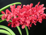 Carica l'immagine nel visualizzatore Galleria, Vascostylis Roll All Red