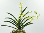 Carica l'immagine nel visualizzatore Galleria, Neofinetia falcata 'Hisui' 翡翠