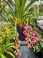 Carica l'immagine nel visualizzatore Galleria, Cymbidium Cascade 'Fido'