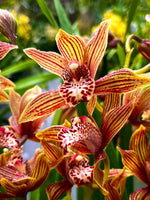 Carica l'immagine nel visualizzatore Galleria, Cymbidium Claire