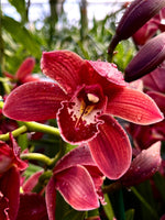 Carica l'immagine nel visualizzatore Galleria, Cymbidium Red Passion