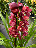 Carica l'immagine nel visualizzatore Galleria, Cymbidium Red Passion