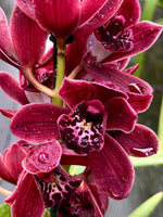 Carica l'immagine nel visualizzatore Galleria, Cymbidium Dark Blood