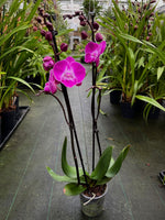 Carica l'immagine nel visualizzatore Galleria, Phalaenopsis Miki Mini Chili '117' - Big Lip