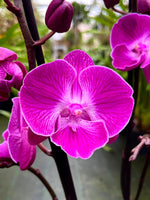 Carica l'immagine nel visualizzatore Galleria, Phalaenopsis Miki Mini Chili '117' - Big Lip