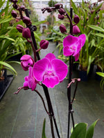 Carica l'immagine nel visualizzatore Galleria, Phalaenopsis Miki Mini Chili '117' - Big Lip