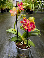 Carica l'immagine nel visualizzatore Galleria, Phalaenopsis Biondora - Peloric 3 lips