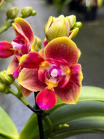 Carica l'immagine nel visualizzatore Galleria, Phalaenopsis Biondora - Peloric 3 lips