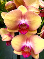 Carica l'immagine nel visualizzatore Galleria, Phalaenopsis OX Little Beauty