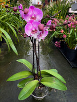 Carica l'immagine nel visualizzatore Galleria, Phalaenopsis Lianher Mermaid - Big Lip