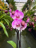 Carica l'immagine nel visualizzatore Galleria, Phalaenopsis Lianher Mermaid - Big Lip