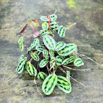 Carica l'immagine nel visualizzatore Galleria, Maranta cristata 'Intense'