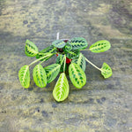 Carica l'immagine nel visualizzatore Galleria, Maranta Leuconeura 'Lemon Lime'