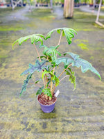 Carica l'immagine nel visualizzatore Galleria, Alocasia Tandurusa 'Jacklyn'