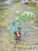 Carica l'immagine nel visualizzatore Galleria, Alocasia Tandurusa 'Jacklyn'