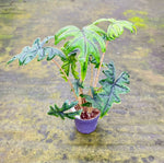 Carica l'immagine nel visualizzatore Galleria, Alocasia Tandurusa 'Jacklyn'