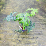 Carica l'immagine nel visualizzatore Galleria, Alocasia Tandurusa 'Jacklyn'