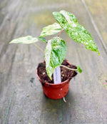Carica l'immagine nel visualizzatore Galleria, Alocasia odora variegata