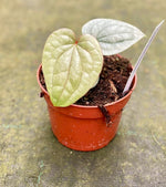 Carica l'immagine nel visualizzatore Galleria, Anthurium luxurians