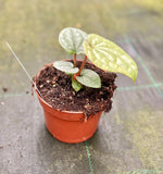 Carica l'immagine nel visualizzatore Galleria, Anthurium luxurians