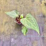 Chargez l'image dans la visionneuse de galerie, Anthurium 'Delta Force'