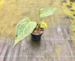 Chargez l'image dans la visionneuse de galerie, Anthurium 'Delta Force'