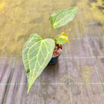 Chargez l'image dans la visionneuse de galerie, Anthurium 'Delta Force'