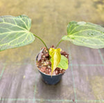 Chargez l'image dans la visionneuse de galerie, Anthurium 'Delta Force'
