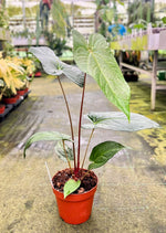 Carica l'immagine nel visualizzatore Galleria, Anthurium magnificum x nigrolaminum 'Gigi'