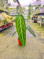 Carica l'immagine nel visualizzatore Galleria, Anthurium warocqueanum