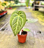 Carica l'immagine nel visualizzatore Galleria, Anthurium magnificum