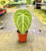 Carica l'immagine nel visualizzatore Galleria, Anthurium magnificum
