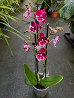 Carica l'immagine nel visualizzatore Galleria, Phalaenopsis Yushan Fairy Go - Big Lip