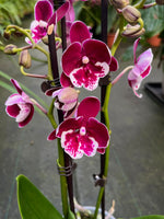 Carica l'immagine nel visualizzatore Galleria, Phalaenopsis Yushan Fairy Go - Big Lip