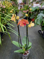 Carica l'immagine nel visualizzatore Galleria, Phalaenopsis Apollo