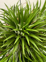 Carica l'immagine nel visualizzatore Galleria, Tillandsia Ionantha XL