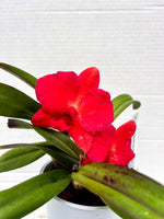 Carica l'immagine nel visualizzatore Galleria, Sophrolaeliocattleya Orpetii x Sophronitis brevipedunculata