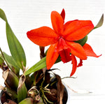 Carica l'immagine nel visualizzatore Galleria, Sophrolaeliocattleya Orpetii 'Hidden Treasure 4N' AM/AOS x Slc. Seagulls Apricot 'Choice Morsel'