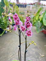 Carica l'immagine nel visualizzatore Galleria, Phalaenopsis Lianher Happy Pearl - Peloric
