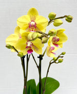 Carica l'immagine nel visualizzatore Galleria, Phalaenopsis Dragon Tree Mark's 'Dragon Tree Oriole' (Dragon Lady)