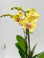 Carica l'immagine nel visualizzatore Galleria, Phalaenopsis Dragon Tree Mark's 'Dragon Tree Oriole' (Dragon Lady)