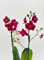 Carica l'immagine nel visualizzatore Galleria, Phalaenopsis Ruyi Rose