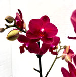 Carica l'immagine nel visualizzatore Galleria, Phalaenopsis Ruyi Rose